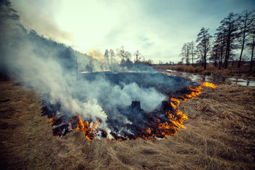 Naklejka premium Forest fire - environmental damage