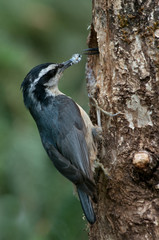 Red-breasted Nuthatch (Sitta canadensi) at nesting cavity feeding young.