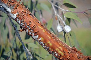 Brown cracked peeling bark of the Australian native Eucalyptus caesia subspecies magna, family Myrtaceae. Endemic to Western Australia. Also known as the Silver Princess. Bark type known as miniritch.