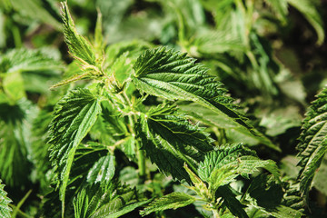 Ripe and searing green nettle, top view.