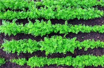 five rows of green carrot tops growing in straight lines in a vegetable patch