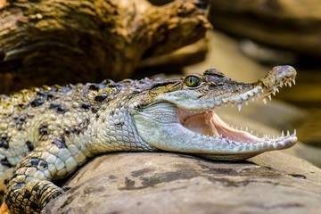 Freshwater crocodile ( Crocodylus mindorensis ) living in Philippine.