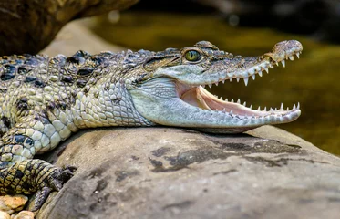 Fotobehang Freshwater crocodile ( Crocodylus mindorensis ) living in Philippine. © milanvachal