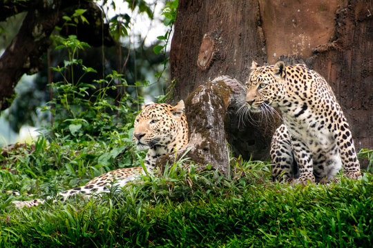 Javan Leopard, Panthera Pardus Melas