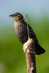 Female Red-Winged Blackbird (Agelaius phoeniceus) perched on cattail. Ridgefield National Wildlife Refuge, WA.