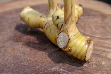 Galanga on wooden background