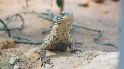 agama lizerd looking curious in the sun desert animal