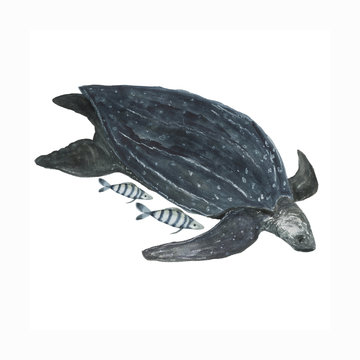 Watercolor painting a leatherback sea turtle with fishes