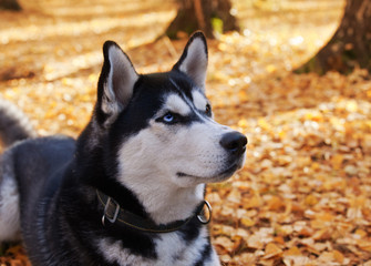 Dog breed Siberian husky in golden autumn forest