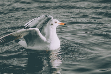 Wild river seagull on the water