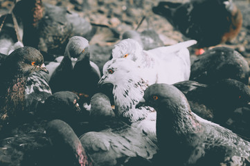 Flock of wild pigeons, closeup