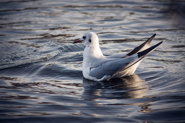 Wild river seagull on the water