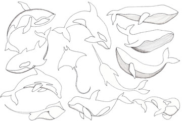 Ocean watercolor monochrome elements with silhouettes of sea animals: whales, dolphins, killer whales, stingrays and narwhals and fantastic space backgrounds © Анна Егорова