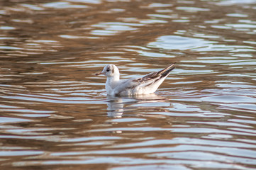 Wild river seagull on the water