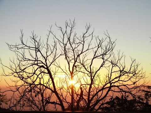 silhouette of a tree © SAMIUL
