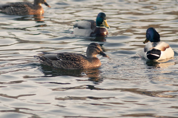 A flock of wild ducks on the water