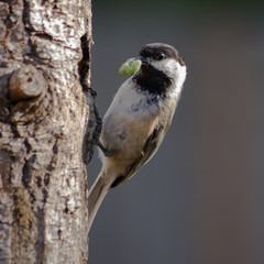 Black-capped Chickadee ((Poecile atricapillus) at nesting cavity with green worm. Willamette Valley, Oregon.