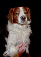 Portrait of the dog on black background