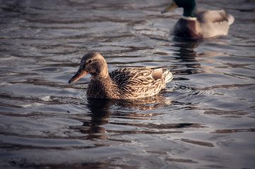 Wild duck on the water