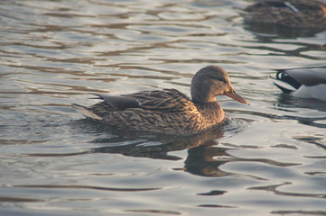 Wild duck on the water