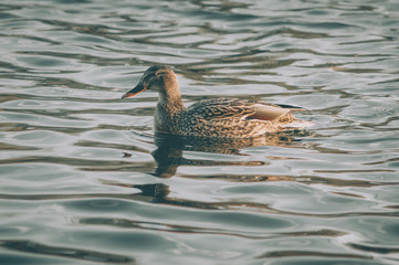 Wild duck on the water