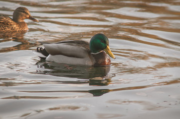 Wild duck on the water
