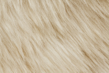 Texture of fur hair background