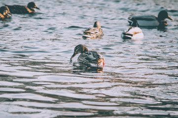 A flock of wild ducks on the water