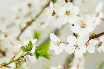 Macro photo of cherry blossoms