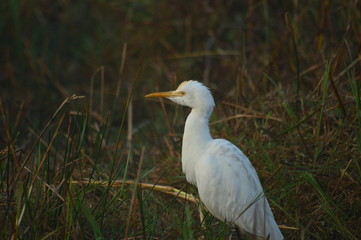 great blue heron