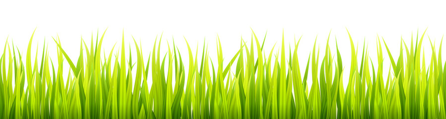 Bright springtime lawn banner. Seamless summer or spring grass decoration. Fresh greenery height.