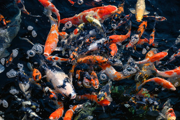 Colorful Koi fish swimming in pond