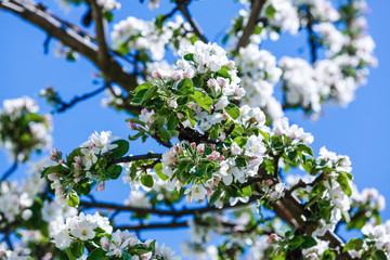 Apple blossom on an apple tree in a domestic garden with sun shining behind