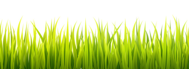 Seamless spring grass lines for edging, footer and decorations. Springtime sprouts grows in a daylight.
