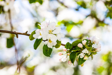 Obraz premium Apple blossom on an apple tree in a domestic garden with sun shining behind