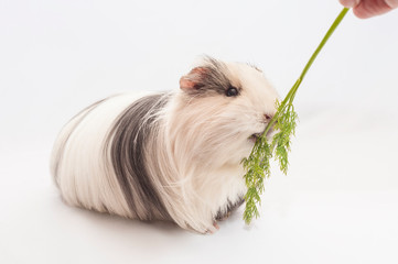 Adorable guinea pig eating dill from hand isolated on white. pet rodent family