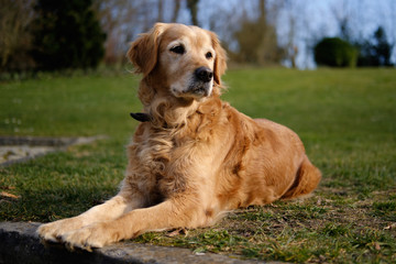 Golden Retriever