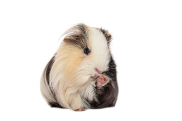 Adorable guinea pig isolated on white background. pet rodent family