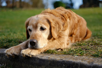 Golden Retriever
