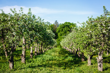Fototapeta na wymiar Apple blossom on an apple tree in a domestic garden with sun shining behind