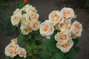Rose bush with lots of beige flowers