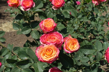 Pink and yellow flowers of rose in June