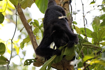 Wyjec (Alouatta) na drzewie w meksykańskiej dżungli