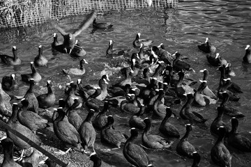 Obraz premium Cover of Coots