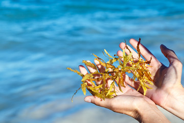 Seaweed on hands near the ocean