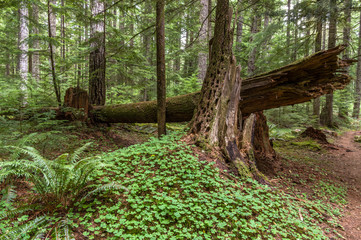Ancient Forest Habitat - Understory of an Old-growth Douglas Fir (Pseudotsuga menziesii) Western Hemlock (Tsuga heterophylla) forest in the Pacific Northwest. Focus on covered stump with Pileated Wood