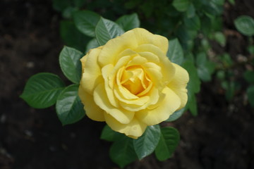 Closeup of pale yellow flower of rose