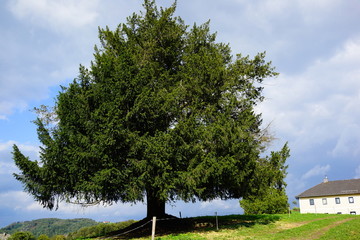 yew tree, taxus baccata