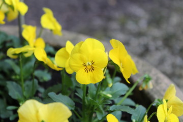 Schmetterling in der Blume