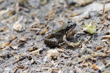 Moor frog (Rana arvalis)